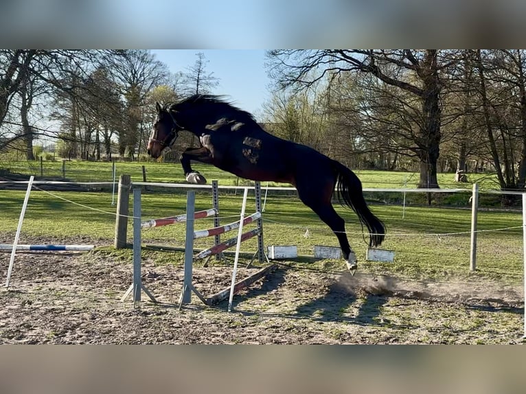 Westfale Stute 4 Jahre 168 cm Dunkelbrauner in Hille