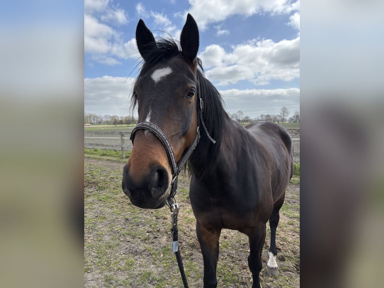 Westfale Stute 4 Jahre 168 cm Dunkelbrauner in Hille