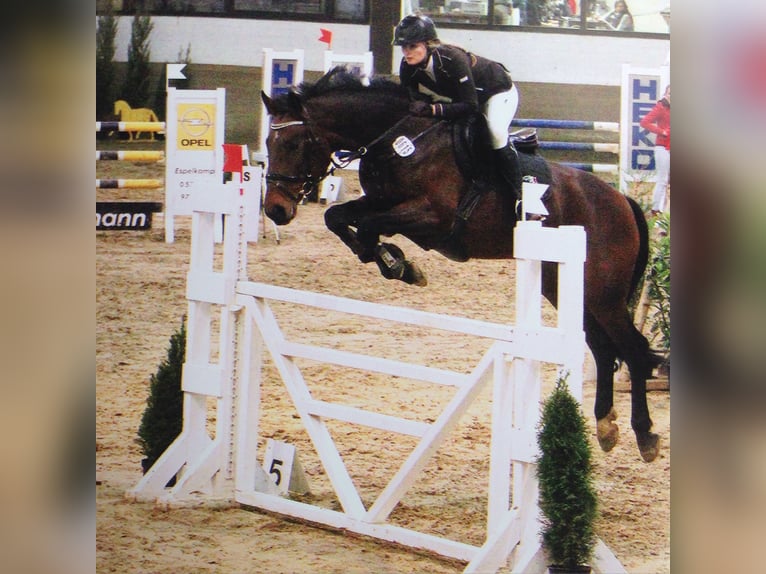 Westfale Stute 4 Jahre 168 cm Dunkelbrauner in Hille