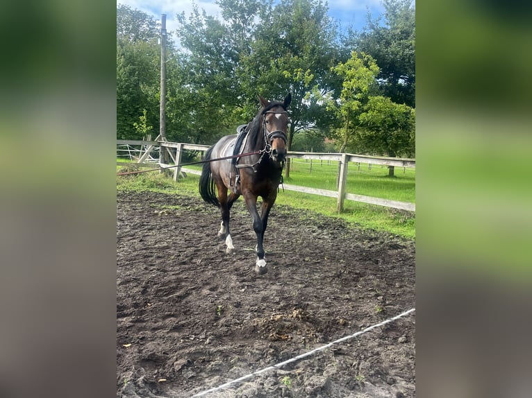 Westfale Stute 4 Jahre 168 cm Dunkelbrauner in Hille