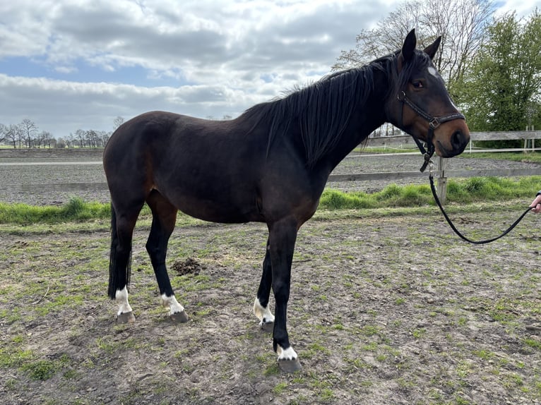Westfale Stute 4 Jahre 168 cm Dunkelbrauner in Hille
