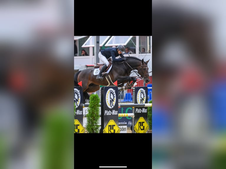 Westfale Stute 4 Jahre 168 cm Dunkelbrauner in Hille