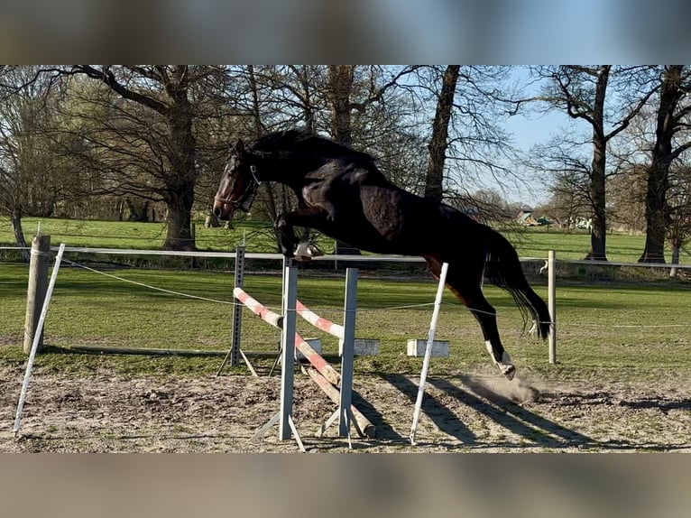 Westfale Stute 4 Jahre 168 cm Dunkelbrauner in Hille
