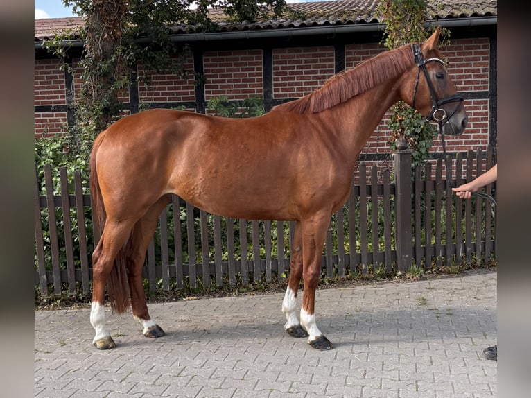 Westfale Stute 4 Jahre 168 cm Fuchs in Telgte