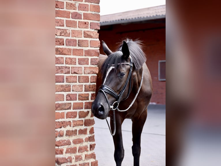 Westfale Stute 4 Jahre 168 cm Rappe in Coesfeld