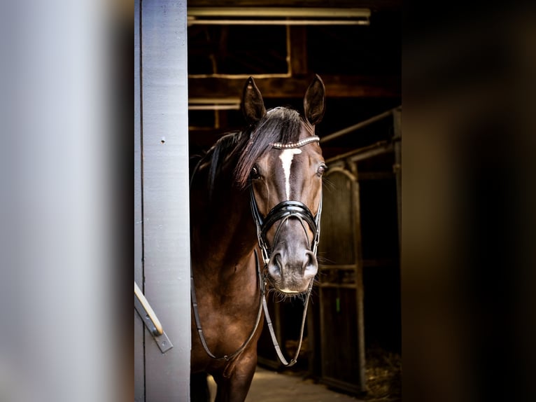 Westfale Stute 4 Jahre 168 cm Rappe in Coesfeld