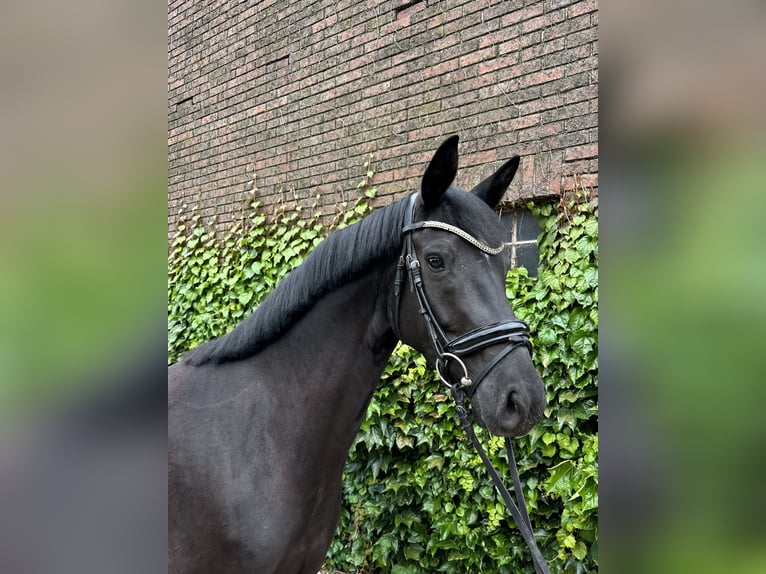 Westfale Stute 4 Jahre 168 cm Rappe in Rees