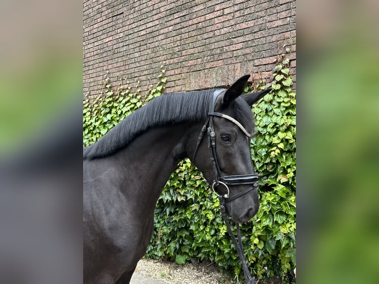 Westfale Stute 4 Jahre 168 cm Rappe in Rees