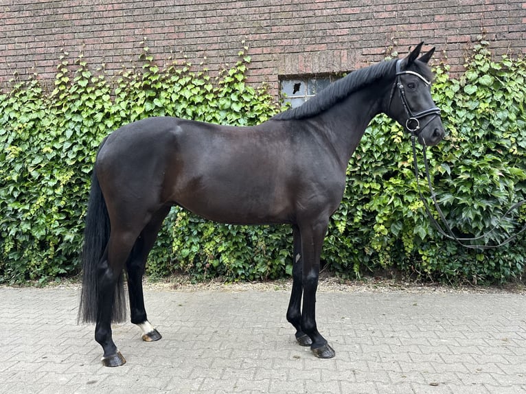 Westfale Stute 4 Jahre 168 cm Rappe in Rees