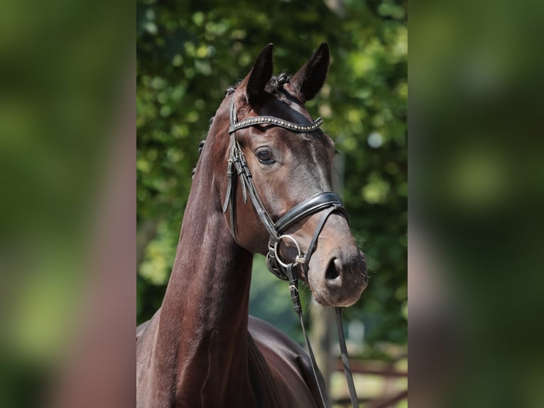 Westfale Stute 4 Jahre 168 cm Rappe in Greven