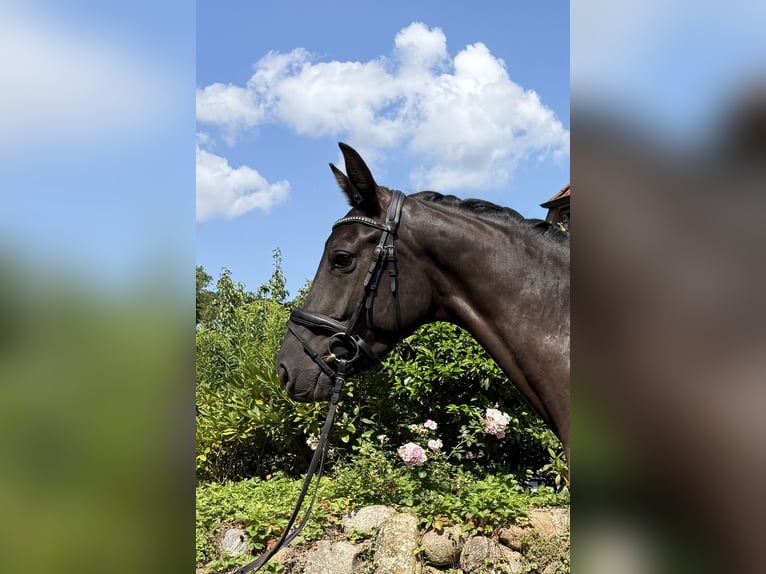 Westfale Stute 4 Jahre 168 cm Rappe in Rosengarten