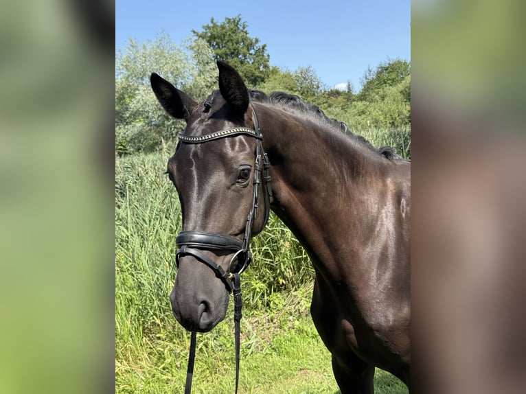 Westfale Stute 4 Jahre 168 cm Rappe in Rosengarten