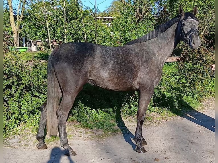 Westfale Stute 4 Jahre 168 cm Schimmel in Welver