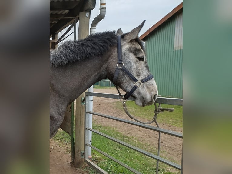 Westfale Stute 4 Jahre 168 cm Schimmel in Winsen (Luhe)