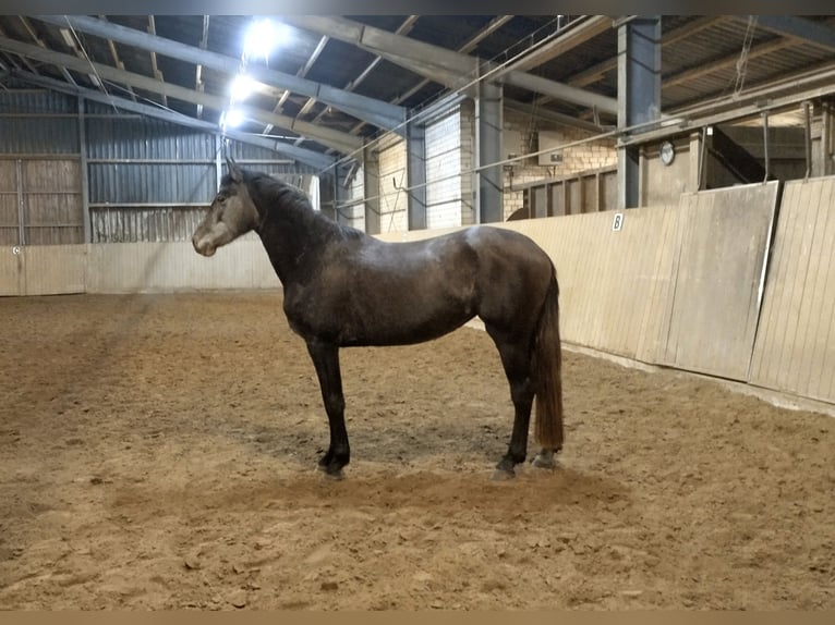 Westfale Stute 4 Jahre 168 cm Schimmel in Winsen (Luhe)