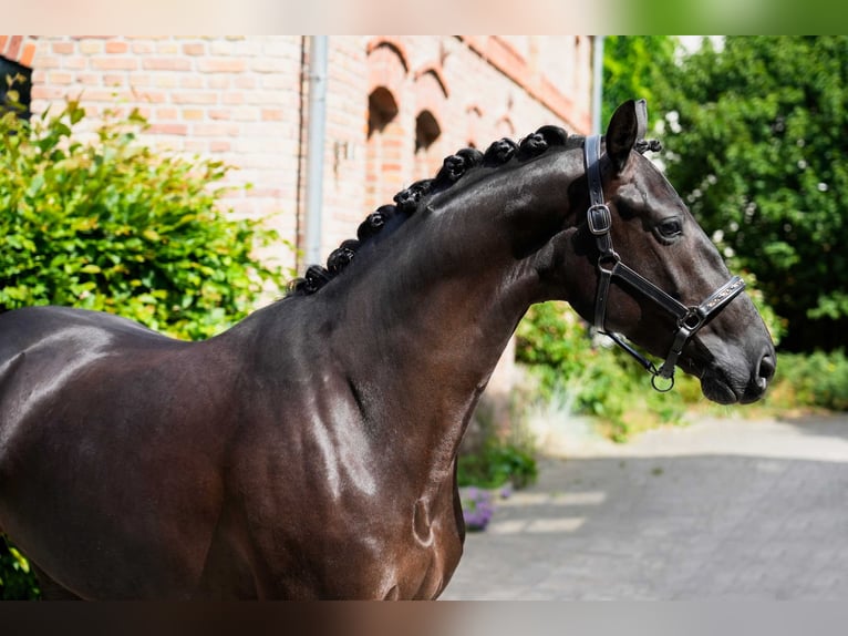Westfale Stute 4 Jahre 168 cm Schwarzbrauner in Berlin