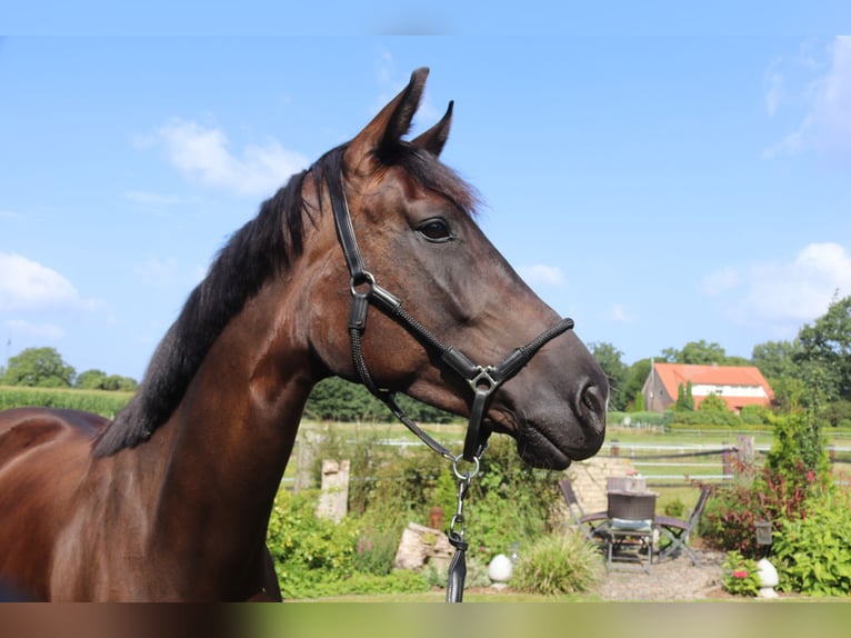 Westfale Stute 4 Jahre 168 cm Schwarzbrauner in Emsdetten