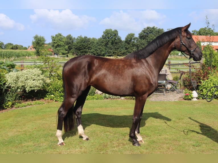 Westfale Stute 4 Jahre 168 cm Schwarzbrauner in Emsdetten