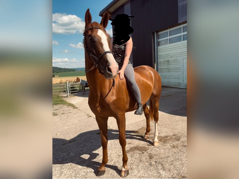 Westfale Stute 4 Jahre 169 cm Fuchs in H&#xF6;xter