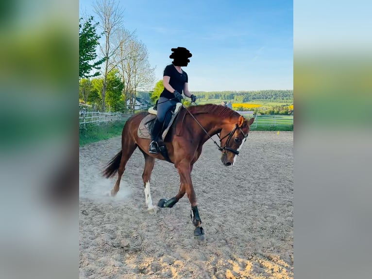 Westfale Stute 4 Jahre 169 cm Fuchs in H&#xF6;xter