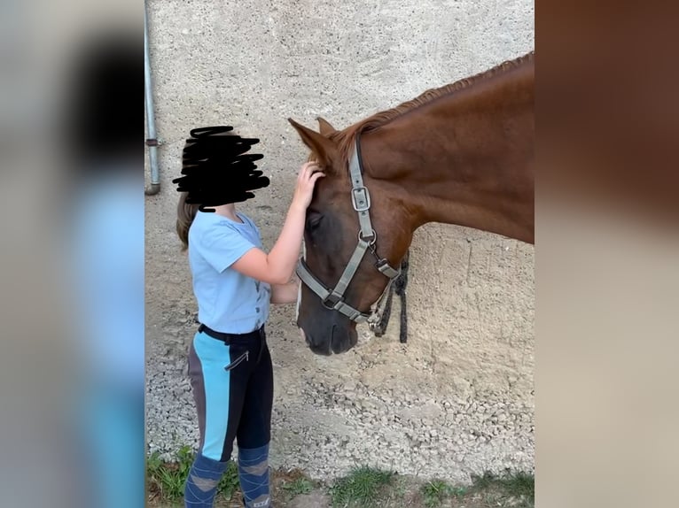 Westfale Stute 4 Jahre 169 cm Fuchs in H&#xF6;xter