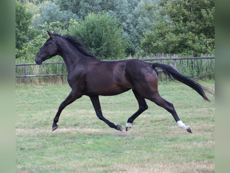Westfale Stute 4 Jahre 169 cm Rappe in Hamm