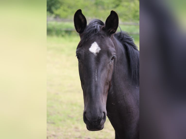 Westfale Stute 4 Jahre 169 cm Rappe in Hamm