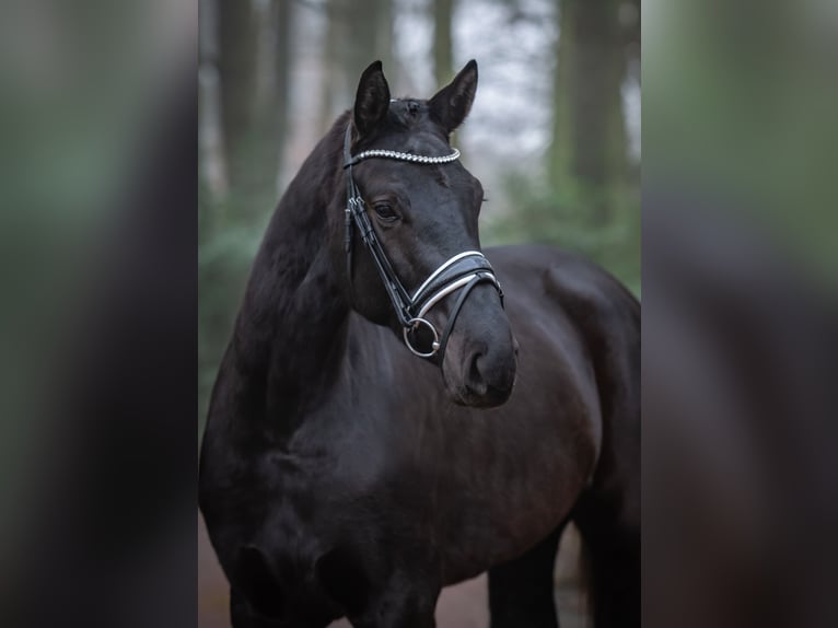 Westfale Stute 4 Jahre 169 cm Rappe in Ankum