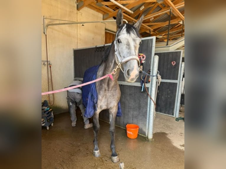 Westfale Stute 4 Jahre 169 cm Schimmel in Gschwendt