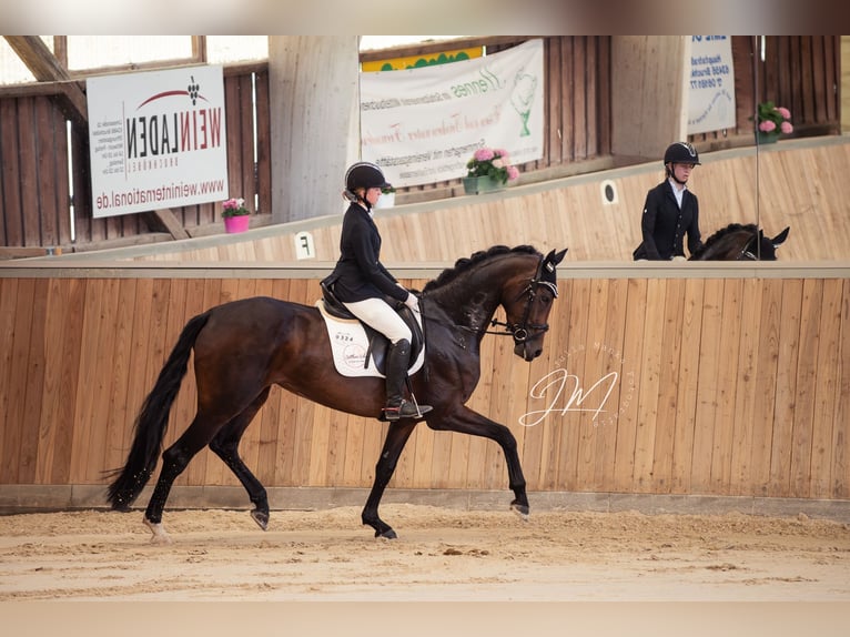 Westfale Stute 4 Jahre 170 cm Brauner in Erlensee