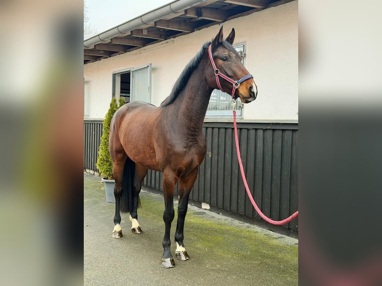Westfale Stute 4 Jahre 170 cm Brauner in Münster