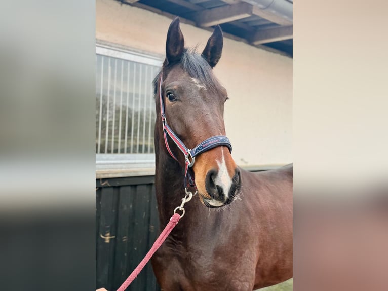 Westfale Stute 4 Jahre 170 cm Brauner in Münster