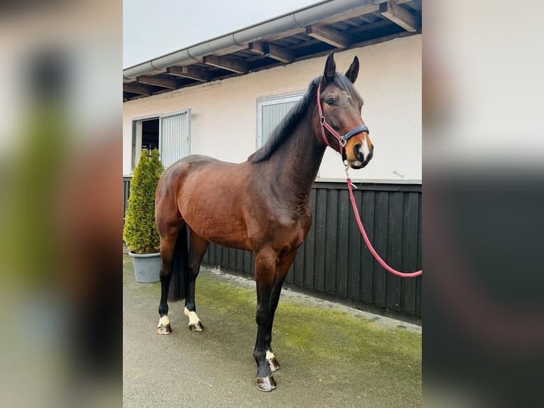 Westfale Stute 4 Jahre 170 cm Brauner in Münster