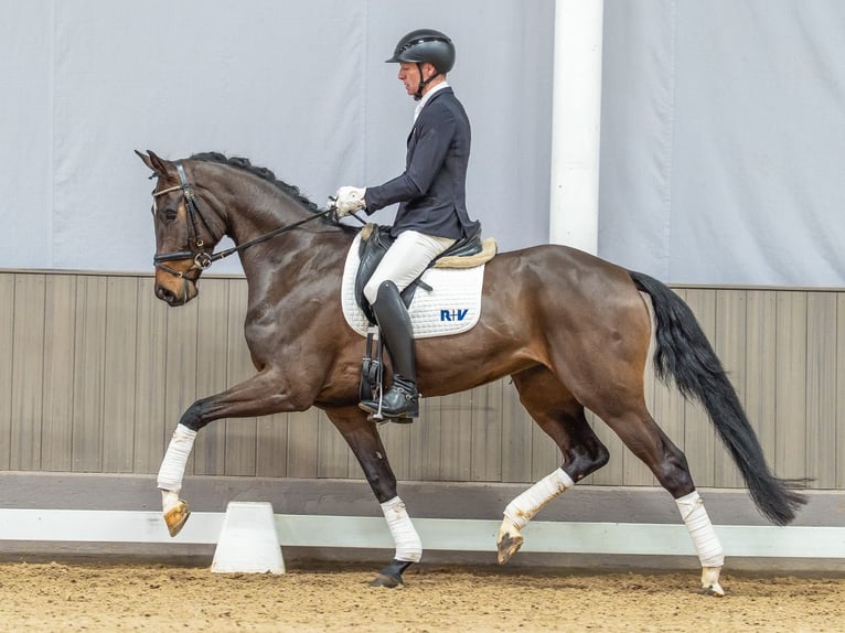 Westfale Stute 4 Jahre 170 cm Brauner in Münster-Handorf