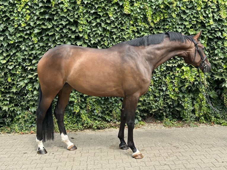Westfale Stute 4 Jahre 170 cm Brauner in Rees