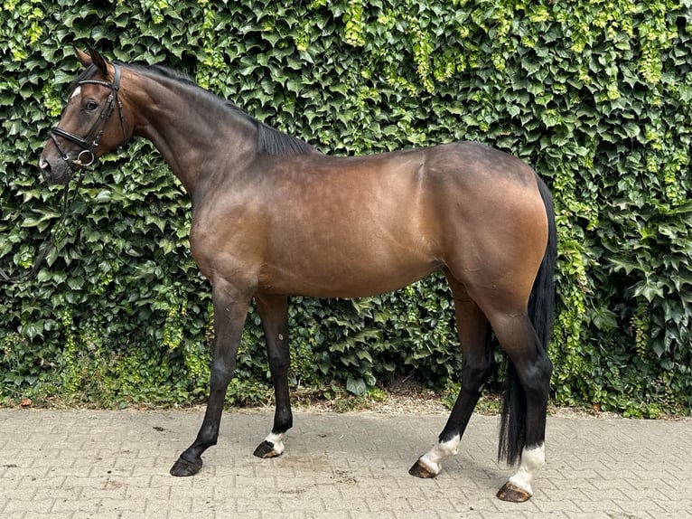 Westfale Stute 4 Jahre 170 cm Brauner in Rees
