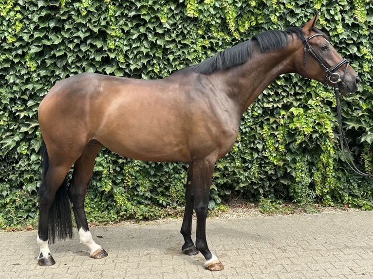 Westfale Stute 4 Jahre 170 cm Brauner in Rees