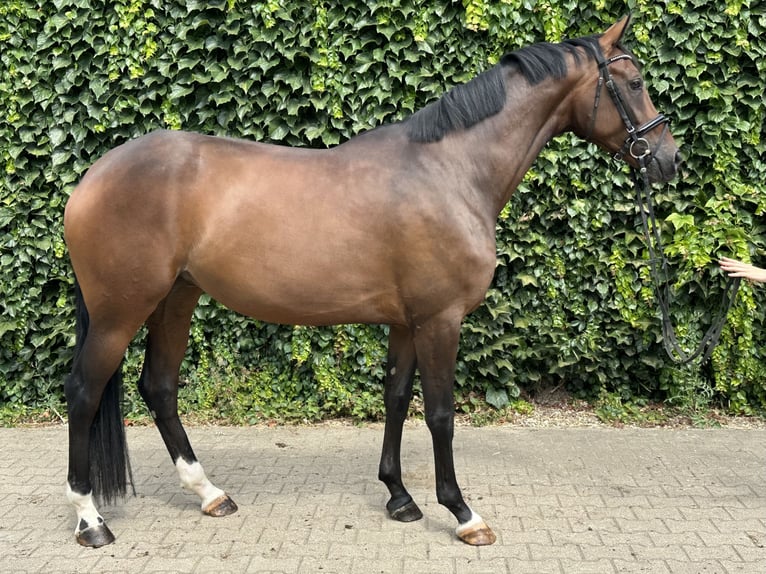 Westfale Stute 4 Jahre 170 cm Brauner in Rees