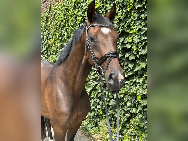 Westfale Stute 4 Jahre 170 cm Brauner in Rees