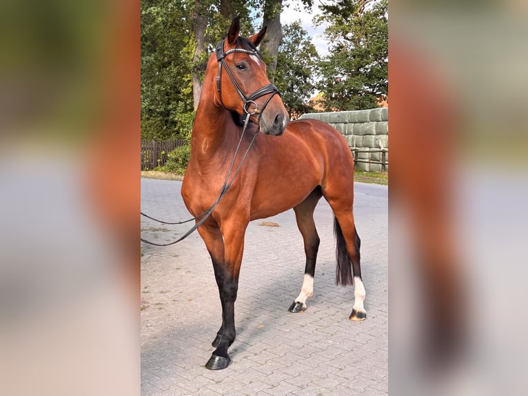 Westfale Stute 4 Jahre 170 cm Brauner in Telgte