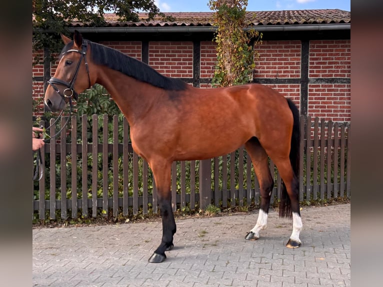 Westfale Stute 4 Jahre 170 cm Brauner in Telgte