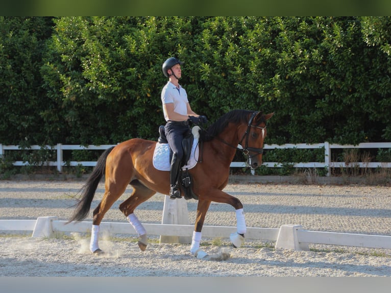 Westfale Stute 4 Jahre 170 cm Brauner in Ostbevern