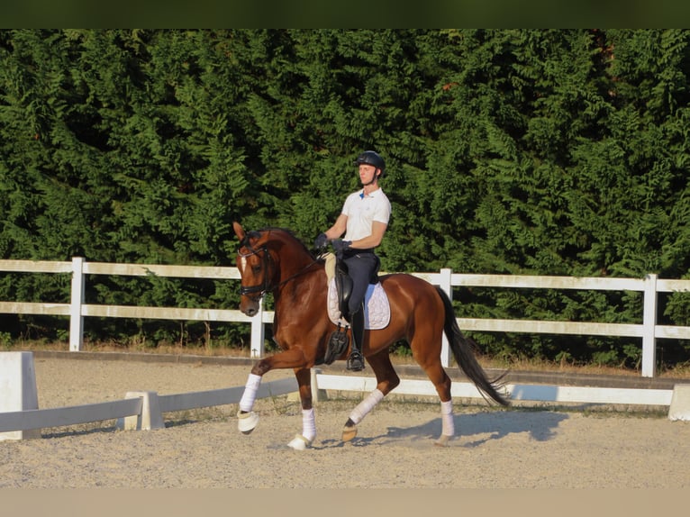 Westfale Stute 4 Jahre 170 cm Brauner in Ostbevern