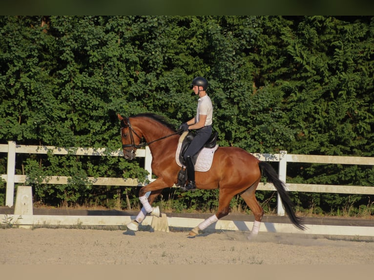 Westfale Stute 4 Jahre 170 cm Brauner in Ostbevern