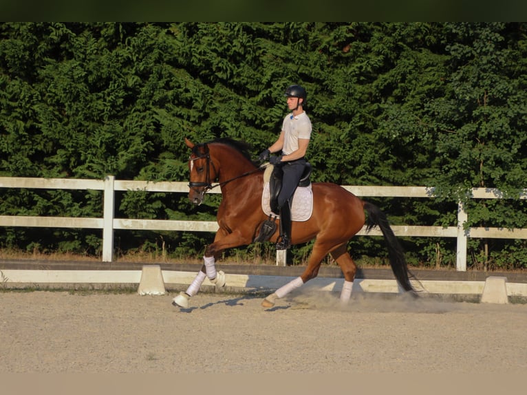 Westfale Stute 4 Jahre 170 cm Brauner in Ostbevern