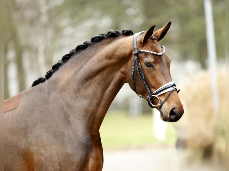 Westfale Stute 4 Jahre 170 cm Brauner in Greven