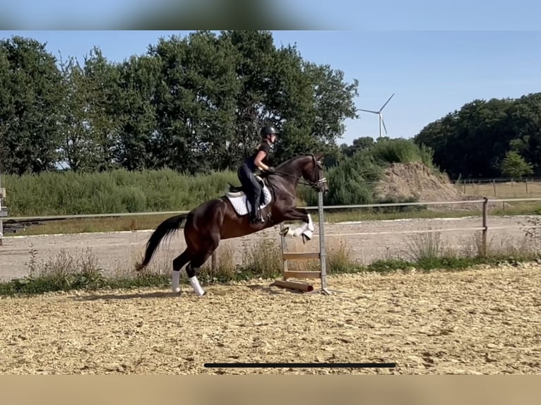 Westfale Stute 4 Jahre 170 cm Brauner in Saerbeck