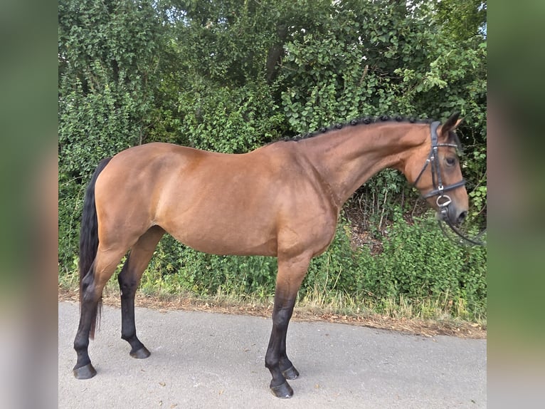 Westfale Stute 4 Jahre 170 cm Brauner in Womrath
