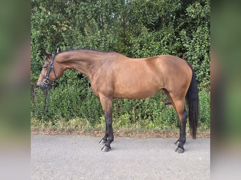 Westfale Stute 4 Jahre 170 cm Brauner in Womrath
