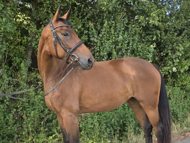 Westfale Stute 4 Jahre 170 cm Brauner in Womrath